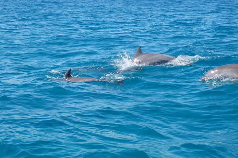 Noosa Wild Dolphin Safari - Accommodation VIC 5