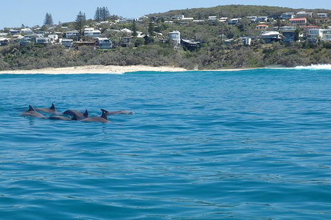 Noosa Wild Dolphin Safari - Accommodation VIC 1