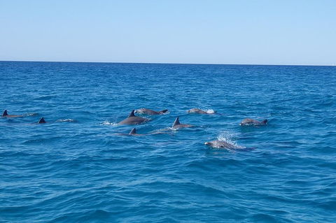 Noosa Wild Dolphin Safari - Accommodation VIC 6