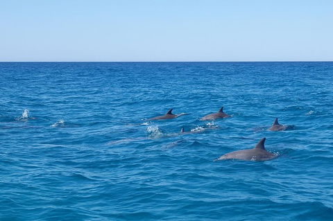 Noosa Wild Dolphin Safari - Accommodation VIC 7
