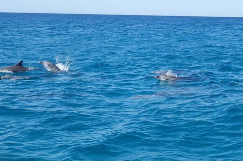 Noosa Wild Dolphin Safari - Accommodation VIC 2