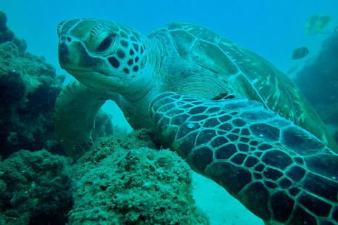 Gold Coast Try-Scuba Experience At Wave Break Island - Accommodation VIC 10