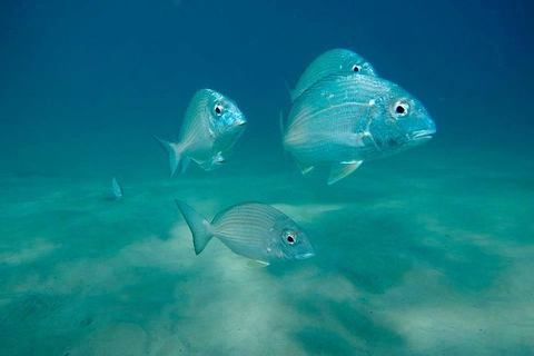 Gold Coast Try-Scuba Experience At Wave Break Island - Accommodation VIC 6