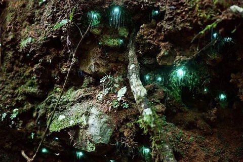 Glow Worm Evening Eco-Adventure From The Gold Coast - Accommodation VIC 1