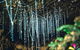 Glow Worm Evening Eco-Adventure From The Gold Coast - thumb 0