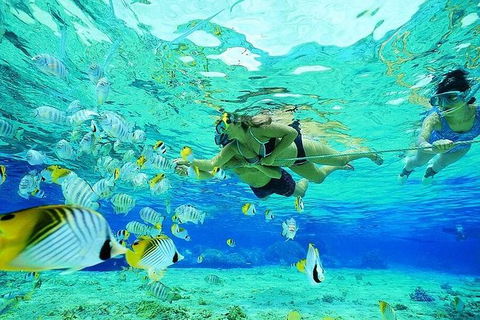 Guided Snorkel With Fish Tour At Wavebreak Island, Gold Coast - Accommodation VIC 3