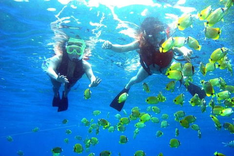 Guided Snorkel With Fish Tour At Wavebreak Island, Gold Coast - Accommodation VIC 0
