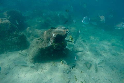 Guided Snorkel With Fish Tour At Wavebreak Island, Gold Coast - Accommodation VIC 1