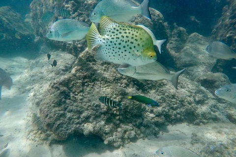 Guided Snorkel With Fish Tour At Wavebreak Island, Gold Coast - Accommodation VIC 11