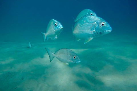 Guided Snorkel With Fish Tour At Wavebreak Island, Gold Coast - Accommodation VIC 13