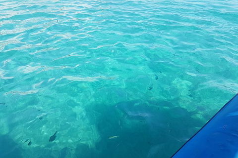 Guided Snorkel With Fish Tour At Wavebreak Island, Gold Coast - Accommodation VIC 10