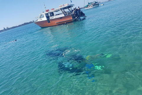 Guided Snorkel With Fish Tour At Wavebreak Island, Gold Coast - Accommodation VIC 6