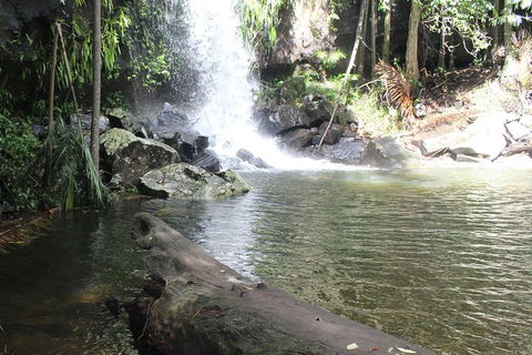 The Gold Experience:Private Day Tour In Lamington National Park Or Mt Tambourine - Accommodation VIC 0