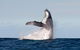 Private Whale Watching - thumb 0