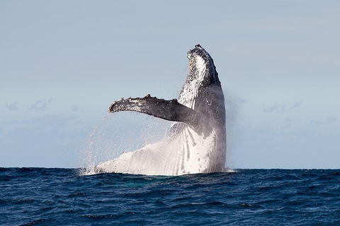 Private Whale Watching - Accommodation VIC 0
