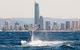 Private Whale Watching - thumb 3