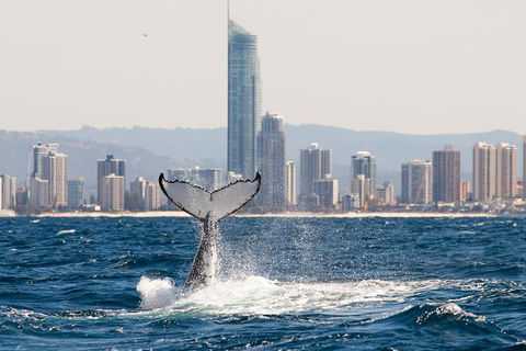 Private Whale Watching - Accommodation VIC 3