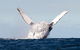 Private Whale Watching - thumb 2