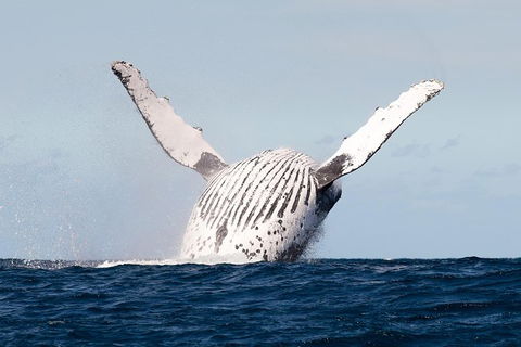 Private Whale Watching - Accommodation VIC 2