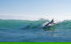 Private Whale Watching - thumb 4