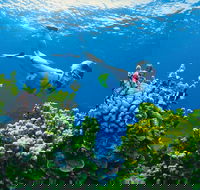 Full Day Snorkel In The Great Barrier Reef - Accommodation VIC