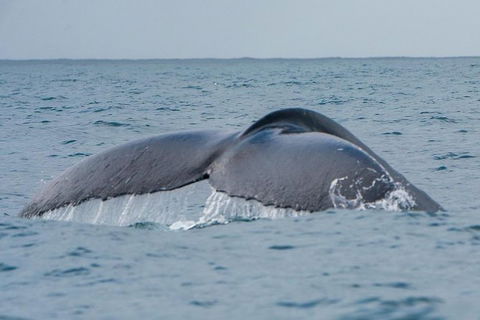 2-Hour Guided Whale Watching Tour At Noosa - Accommodation VIC 2