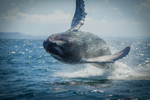 2-Hour Guided Whale Watching Tour At Noosa - Accommodation VIC 0