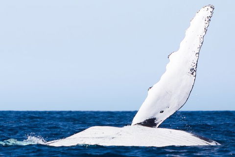 2-Hour Guided Whale Watching Tour At Noosa - Accommodation VIC 5