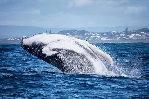 2-Hour Guided Whale Watching Tour At Noosa - Accommodation VIC 1
