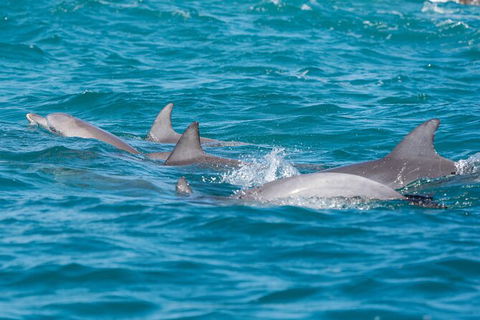 2-Hour Guided Whale Watching Tour At Noosa - Accommodation VIC 4