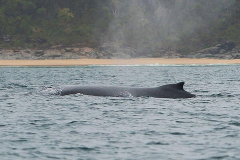 2-Hour Guided Whale Watching Tour At Noosa - Accommodation VIC 3