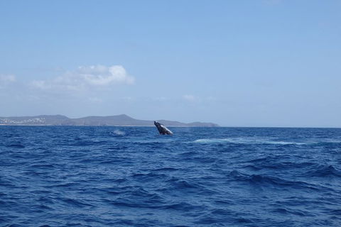 Noosa Whale Watching - Accommodation VIC 3