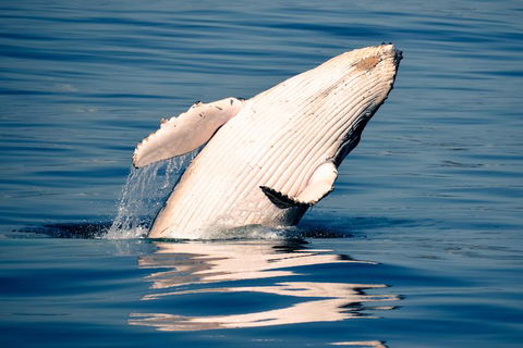 Noosa Whale Watching - Accommodation VIC 1