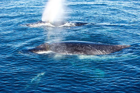 Noosa Whale Watching - Accommodation VIC 5