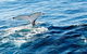 Noosa Whale Watching - thumb 4