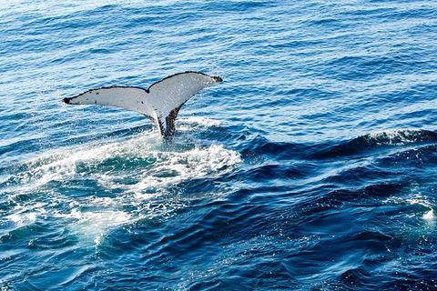 Noosa Whale Watching - Accommodation VIC 4