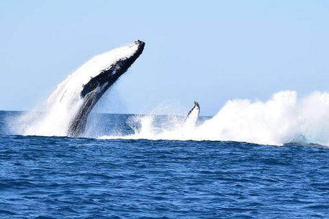 Noosa Whale Watching - Accommodation VIC 0