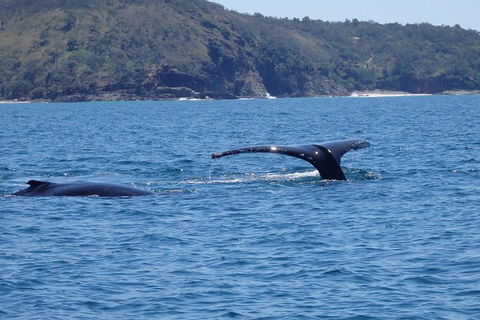 Noosa Whale Watching - Accommodation VIC 6