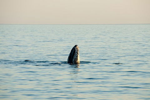 Noosa Whale Watching - Accommodation VIC 2