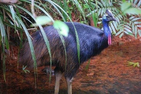 Daintree Discovery Centre Family Pass Ticket - Accommodation VIC 7