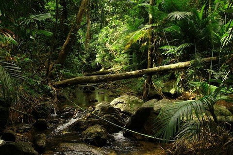 Daintree Discovery Centre Family Pass Ticket - Accommodation VIC 5