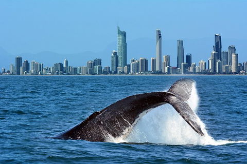 Gold Coast Airport To And From Byron Bay, NSW For Up-to 7 Ppl - Accommodation VIC 0