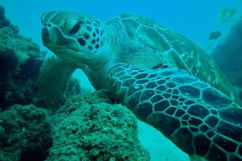 Gold Coast Try-Scuba Experience At Cook Island Aquatic Reserve - Accommodation VIC 11