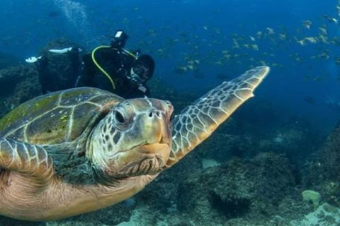 Gold Coast Try-Scuba Experience At Cook Island Aquatic Reserve - Accommodation VIC 6