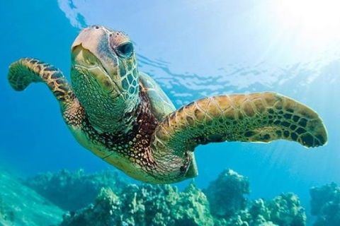 Gold Coast Try-Scuba Experience At Cook Island Aquatic Reserve - Accommodation VIC 1