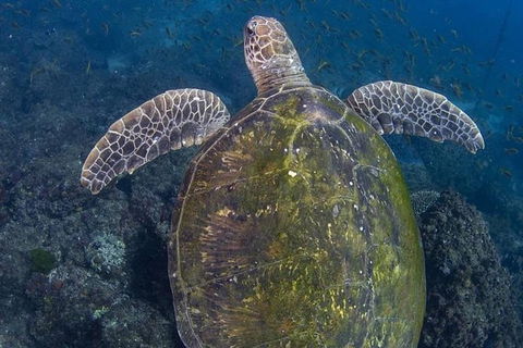 Gold Coast Try-Scuba Experience At Cook Island Aquatic Reserve - Accommodation VIC 8