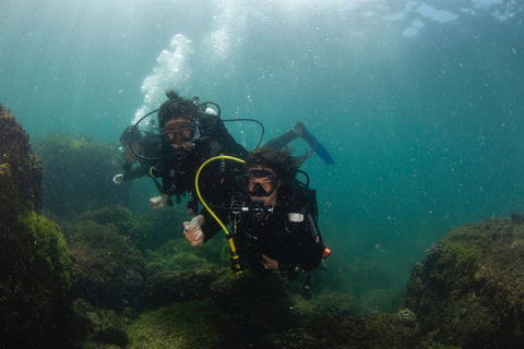 Gold Coast Try-Scuba Experience At Cook Island Aquatic Reserve - Accommodation VIC 4