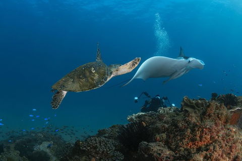 Gold Coast Try-Scuba Experience At Cook Island Aquatic Reserve - Accommodation VIC 0