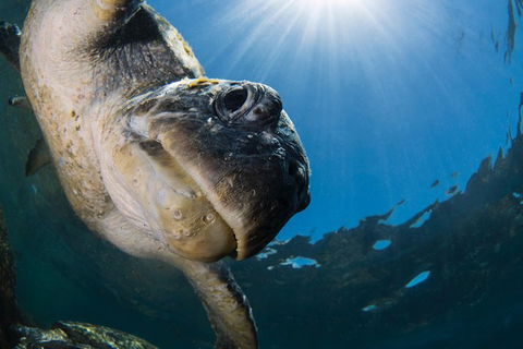 Gold Coast Try-Scuba Experience At Cook Island Aquatic Reserve - Accommodation VIC 10