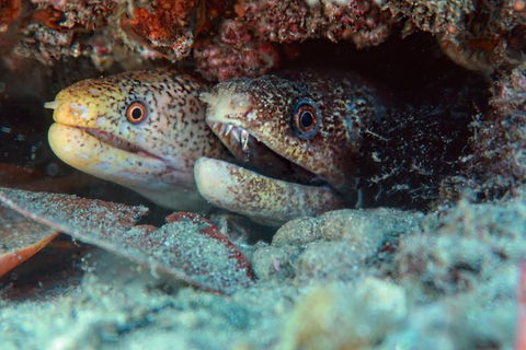 Gold Coast Try-Scuba Experience At Cook Island Aquatic Reserve - Accommodation VIC 9